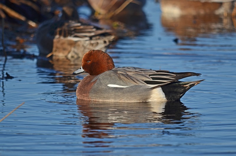 Wigeon - Dabbling ducks