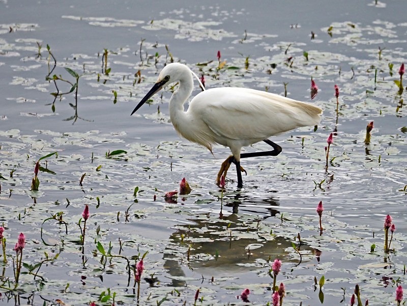 Little Egret - Herons and egrets