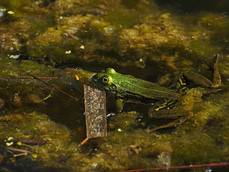 Edible Frog - Frogs and toads