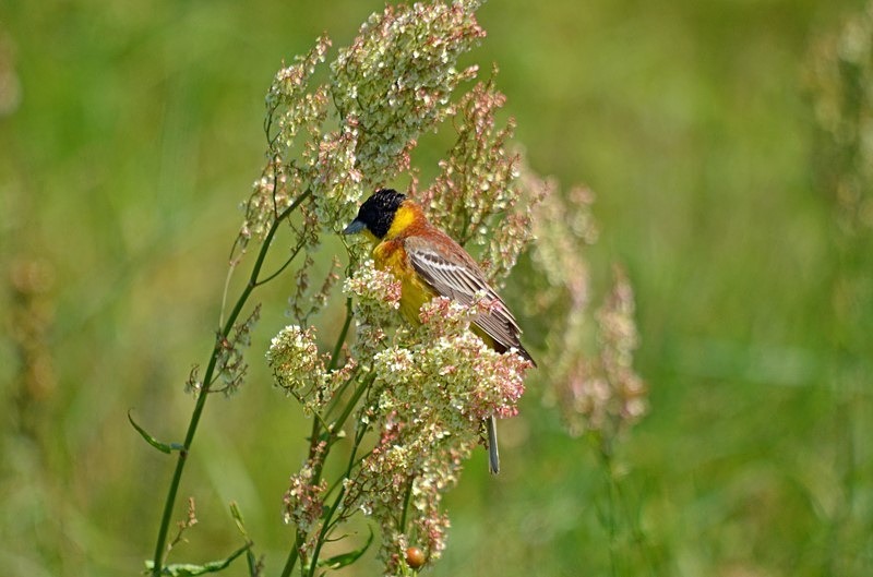 Black-headed Bunting - Bulgaria