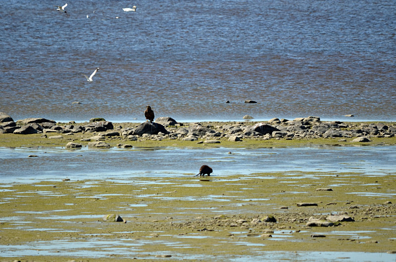 Beaver and White-tailed Eagle - Estonia