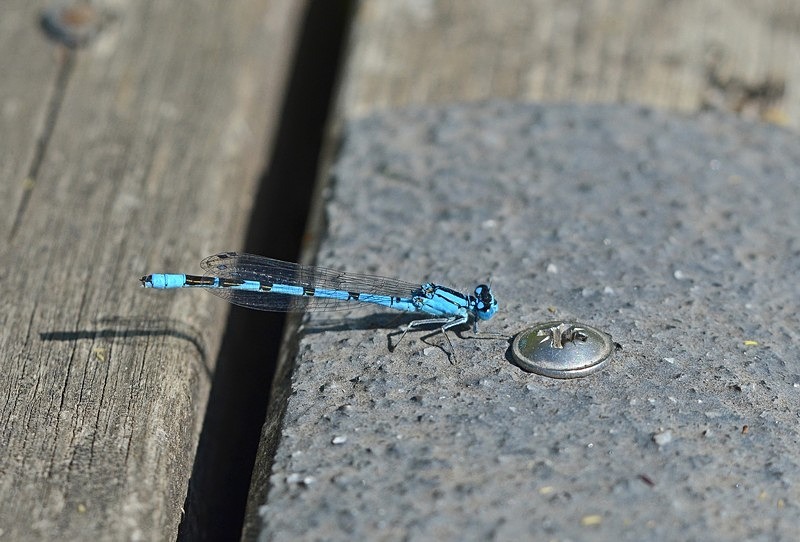 Common Blue Damselfly - Dragonflies and damselflies