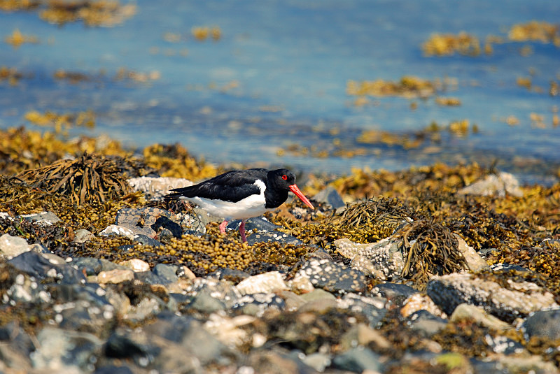 Oystercatcher - Oystercatchers