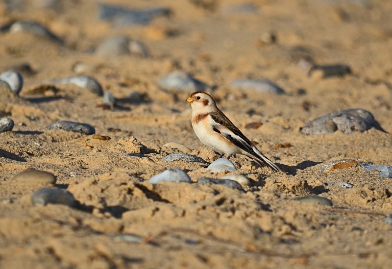 Snow Bunting - Buntings