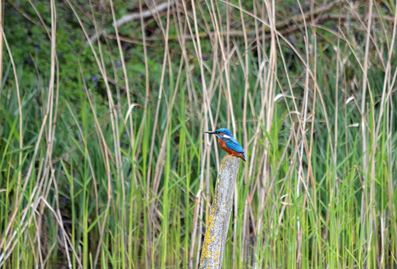 Kingfisher - Kingfishers