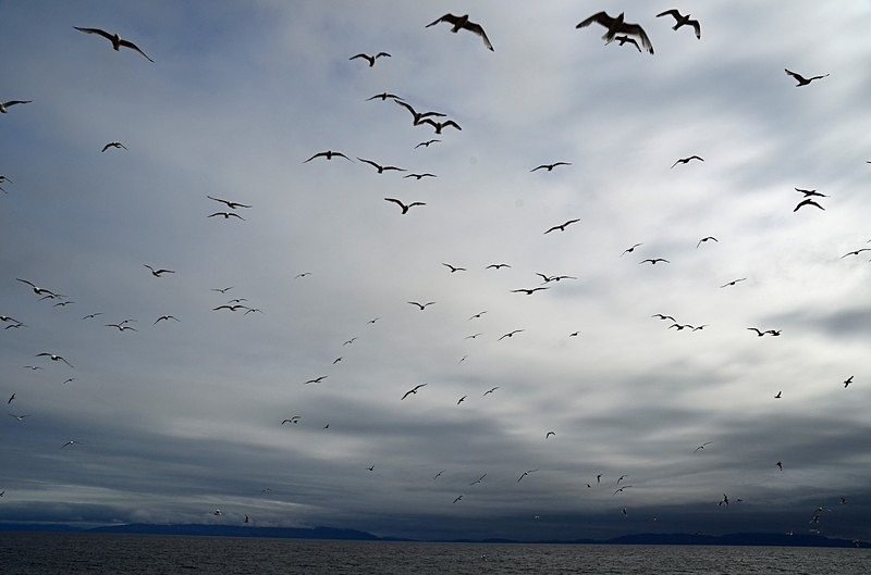 Kittiwakes - North Norway