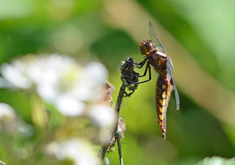 Four-spotted Chaser - Dragonflies and damselflies