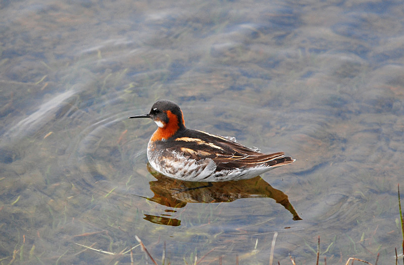Red-necked Phalarope - Phalaropes