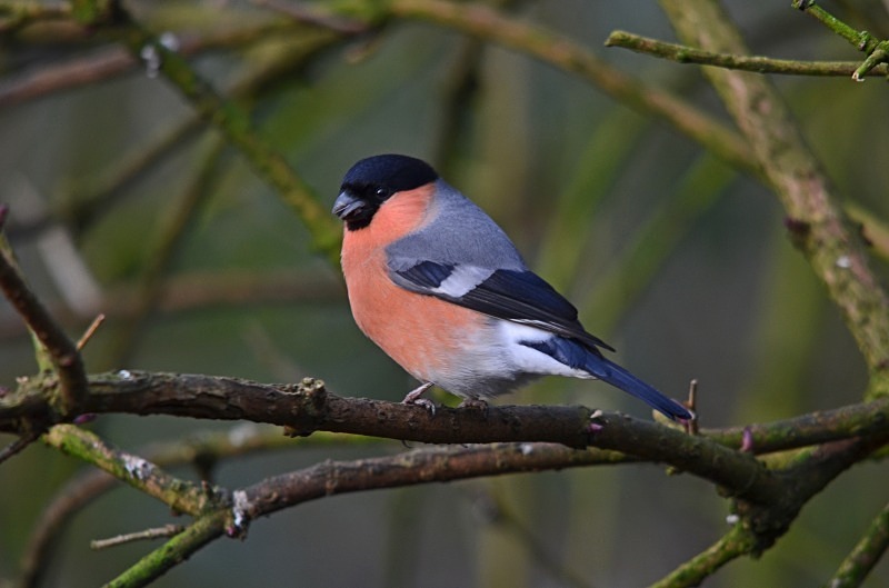 Bullfinch - Finches