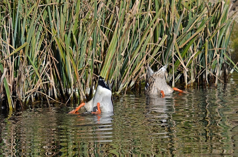 Mallards - Dabbling ducks