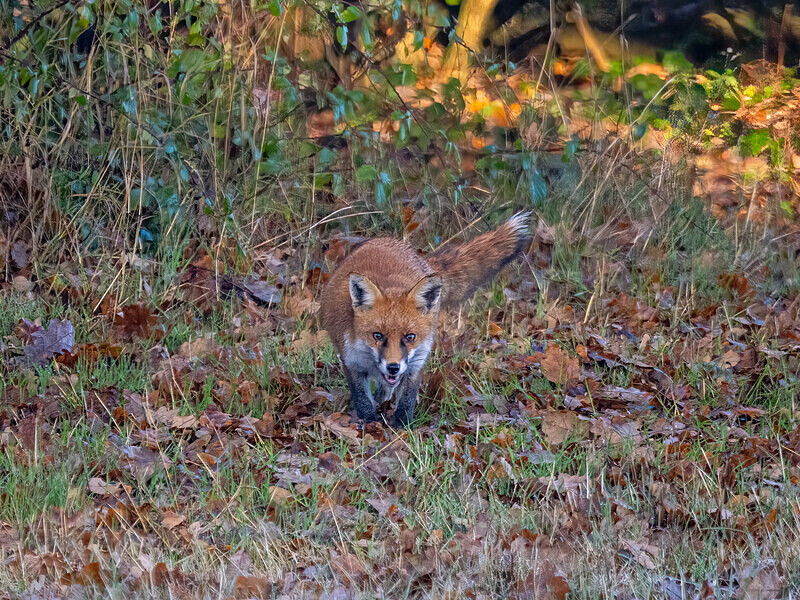 Red Fox - Latest photos