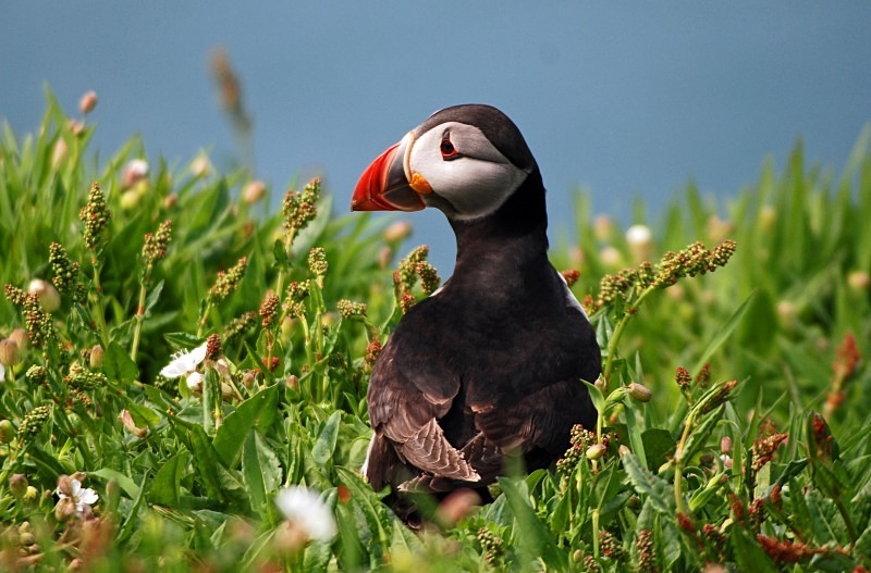 Puffin - Puffins