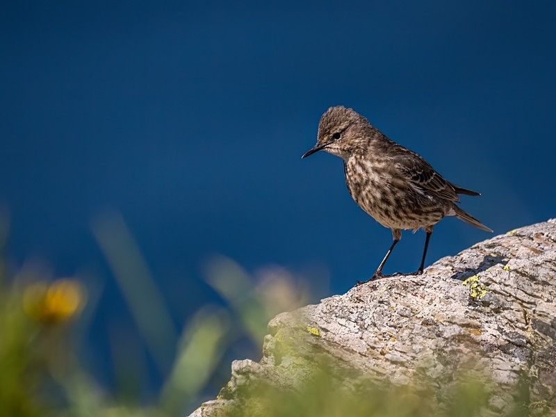 Rock Pipit - Pipits