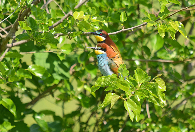 European Bee-eaters - Central Macedonia
