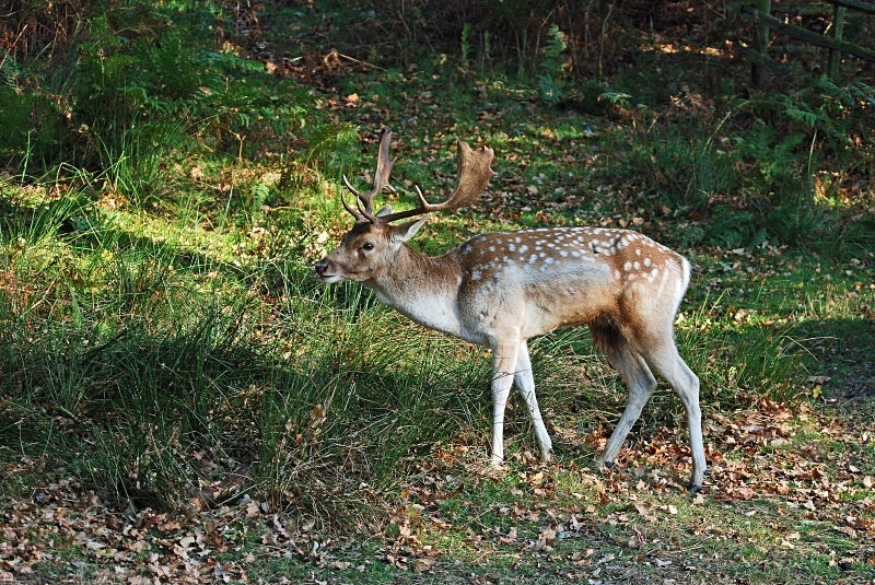 Fallow Deer - Fallow Deer
