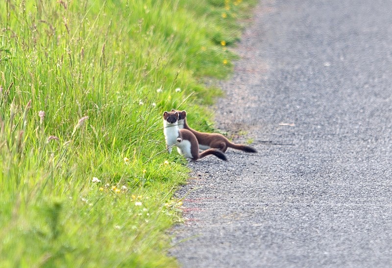 Stoats - Other mammals