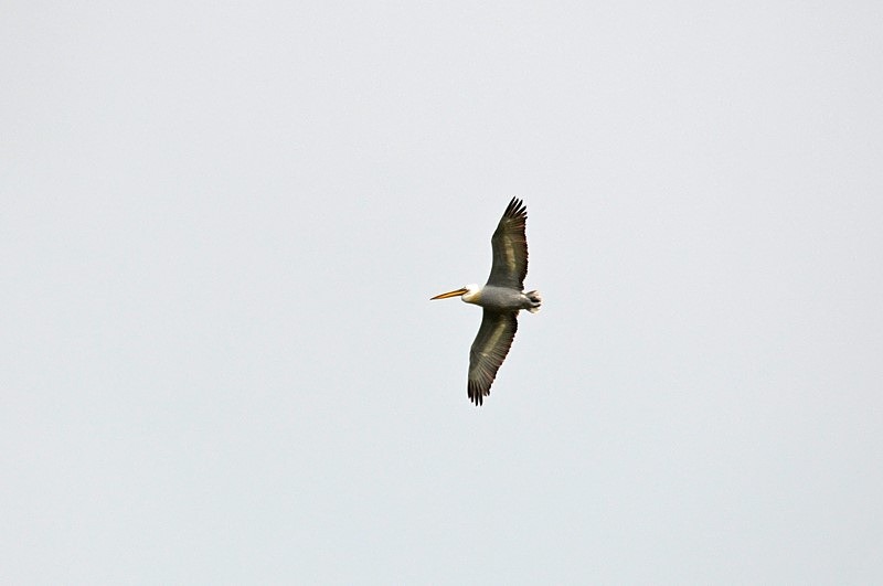 Dalmatian Pelican - Bulgaria