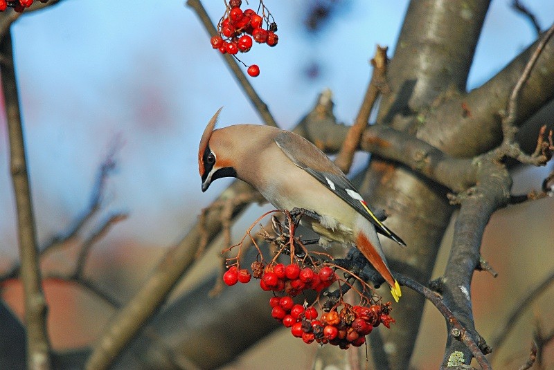 Waxwing - Waxwings