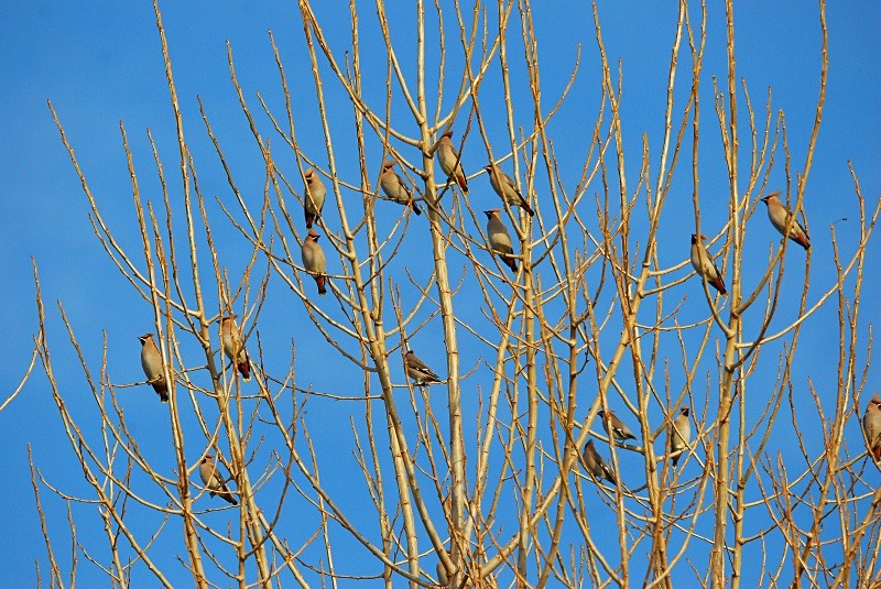 Waxwings - Waxwings