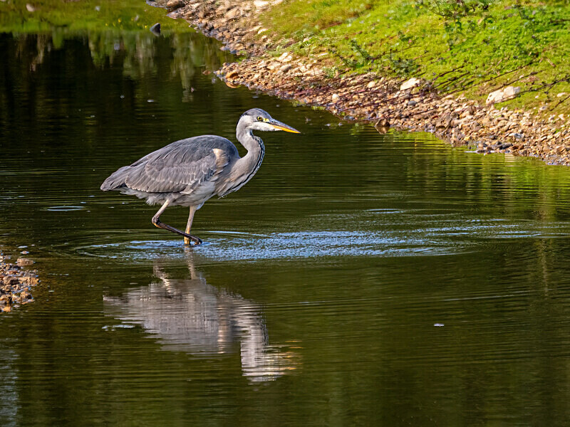 Grey Heron - Latest photos