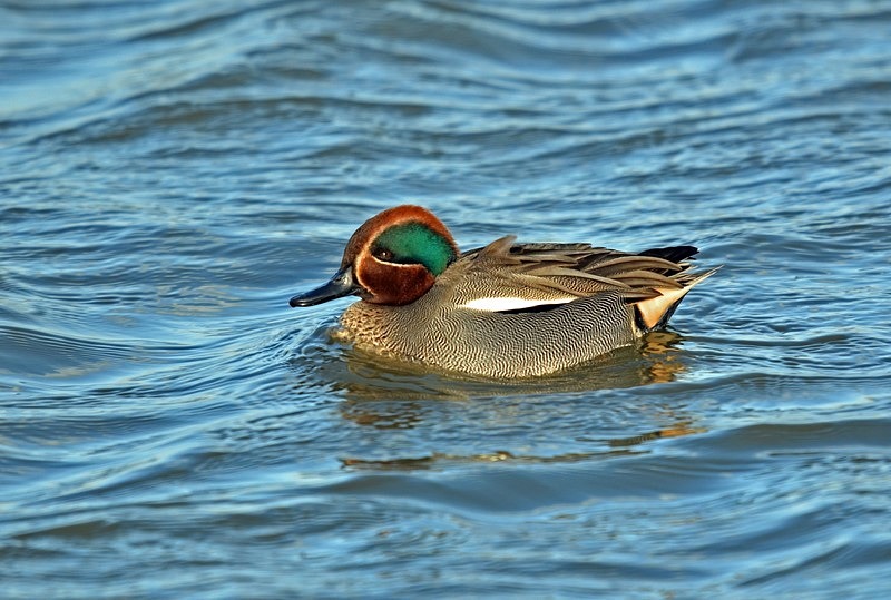 Teal - Dabbling ducks
