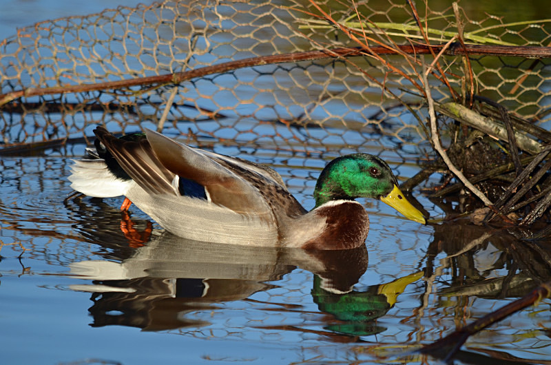 Mallard - Dabbling ducks