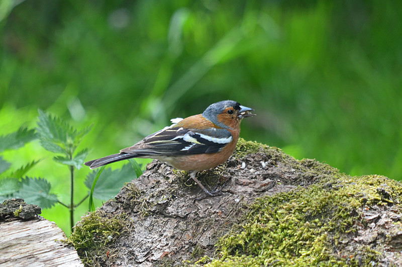 Chaffinch - Finches