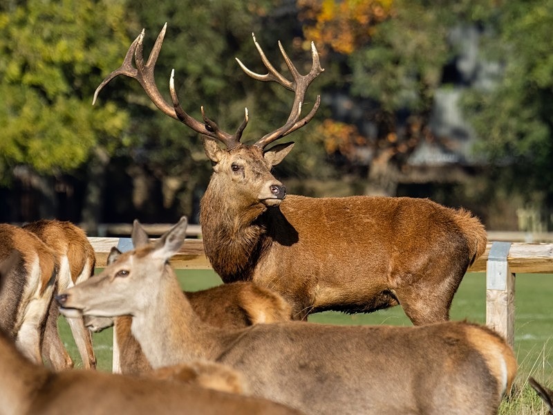 Red Deer - Red Deer