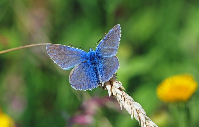 Common Blue - Butterflies