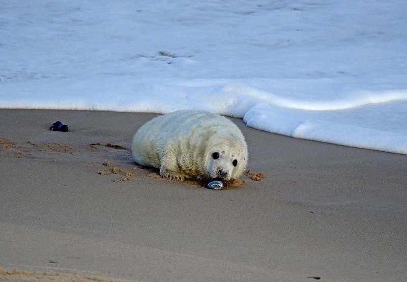 Atlantic Grey Seal - Atlantic Grey Seals