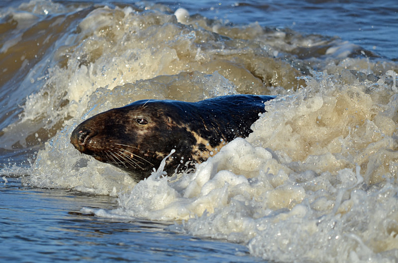 Atlantic Grey Seal - Atlantic Grey Seals