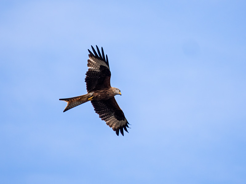 Red Kite - Latest photos