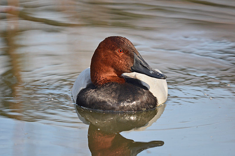 Common Pochard - Diving ducks