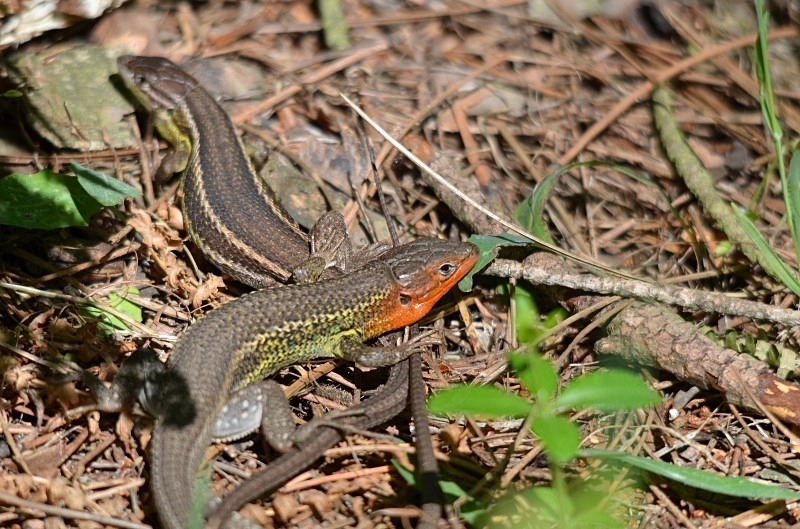 Large Psammodromus - South and west Spain - April and May 2012