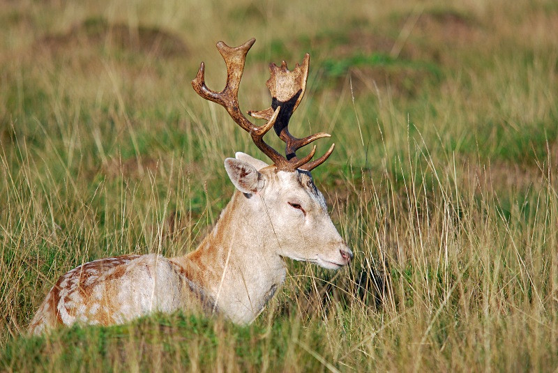Fallow Deer - Fallow Deer