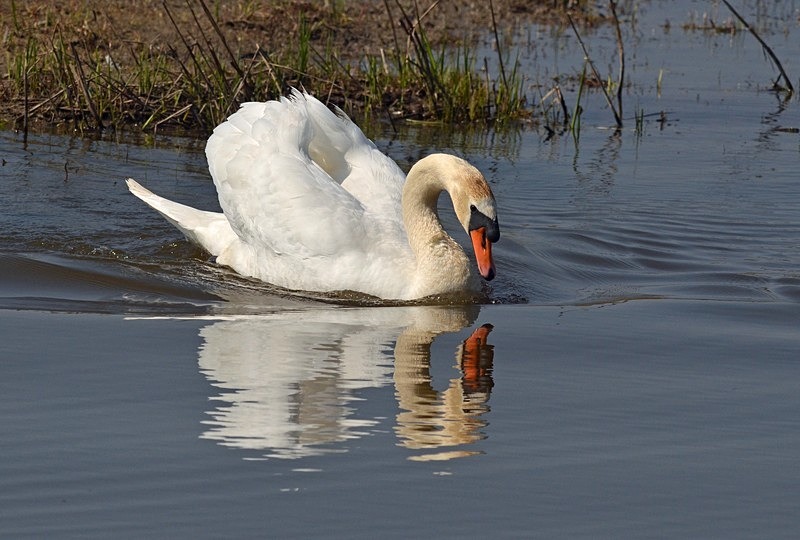 Mute Swan