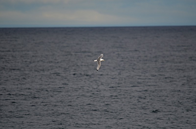 Kittiwake - North Norway