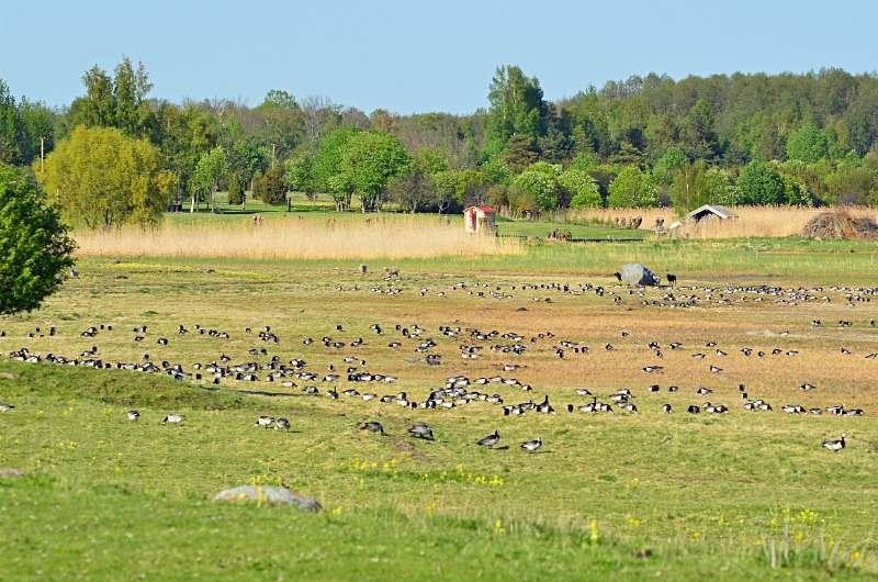 Matsalu National Park, Estonia - Estonia