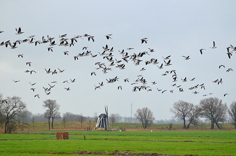 Barnacle Geese - Netherlands - December 2019