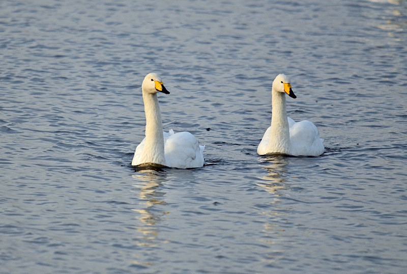 Whooper Swans - Whooper and Bewick's Swans