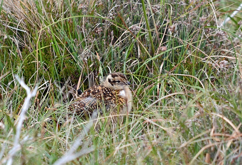 Red Grouse chick - Game birds