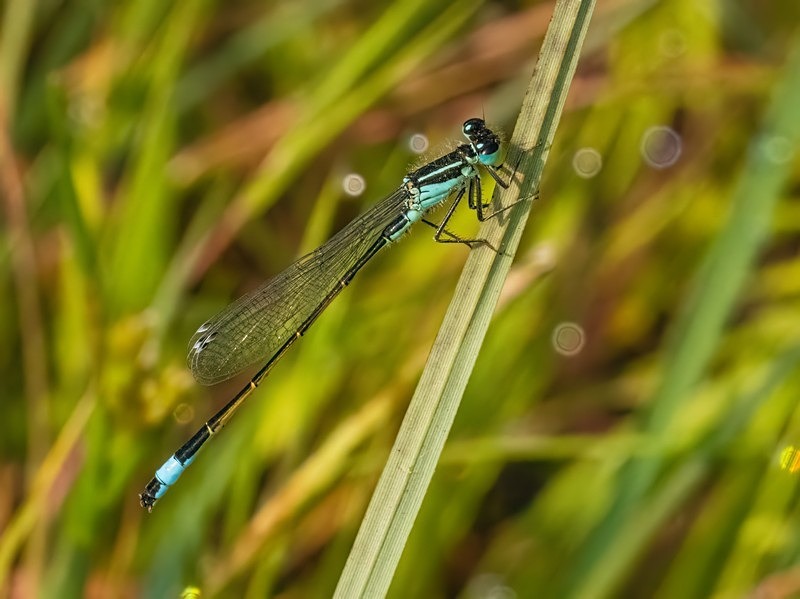 Blue-tailed Damselfly - Dragonflies and damselflies