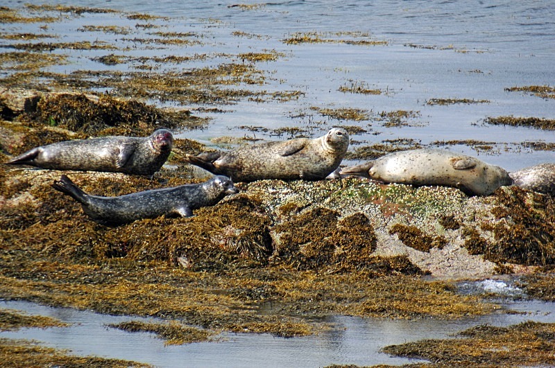 Common Seals - Common Seals