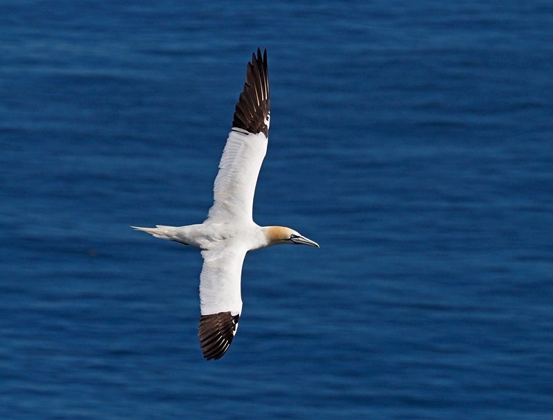 Gannet - Gannets