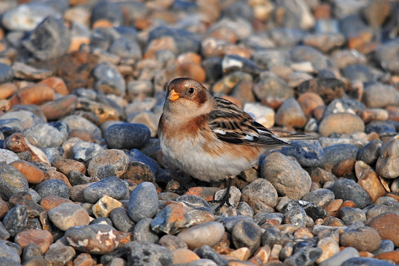 Snow Bunting - Buntings