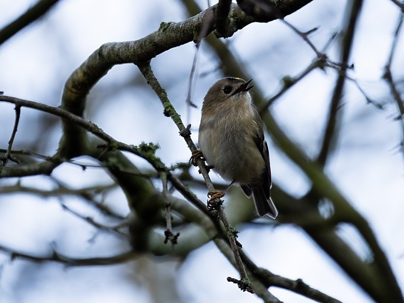 Goldcrest - Crests