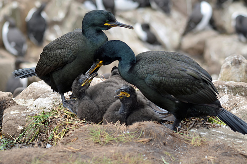 Shags and chicks - Cormorants and Shags
