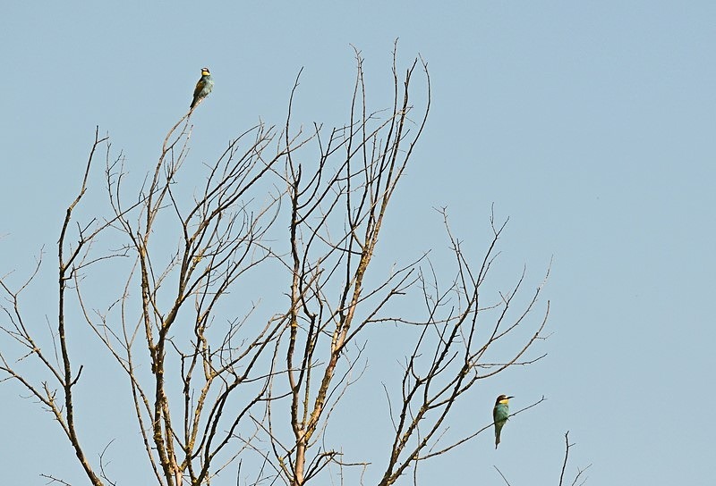 European Bee-eater - Bulgaria