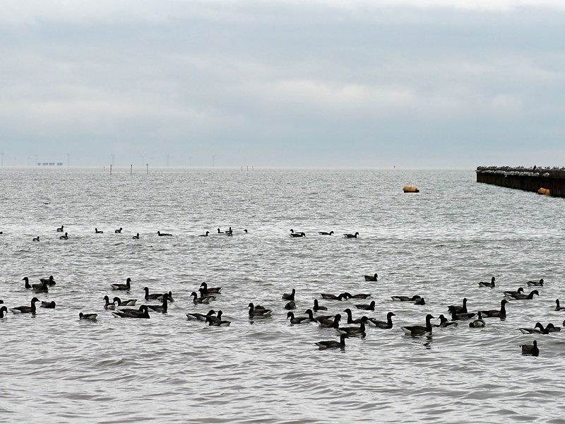 Dark-bellied Brent Geese - Black geese