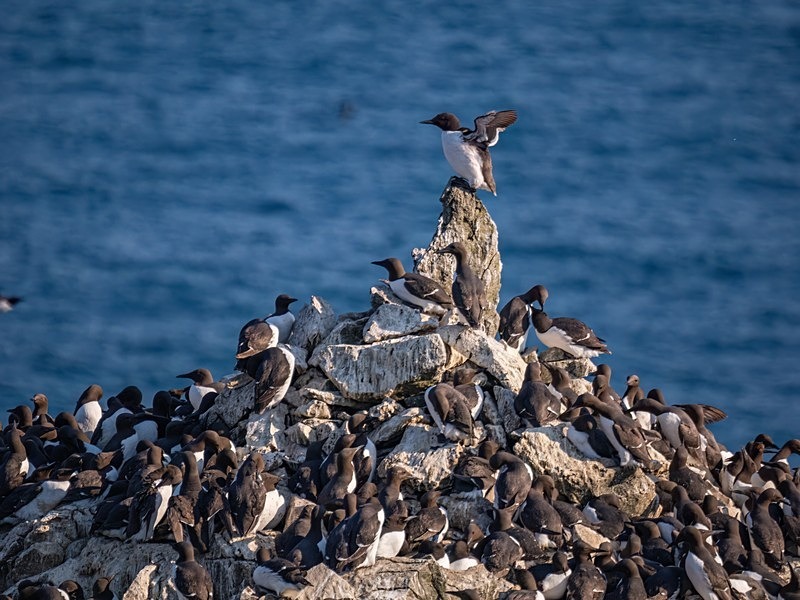 Common Guillemots - Auks